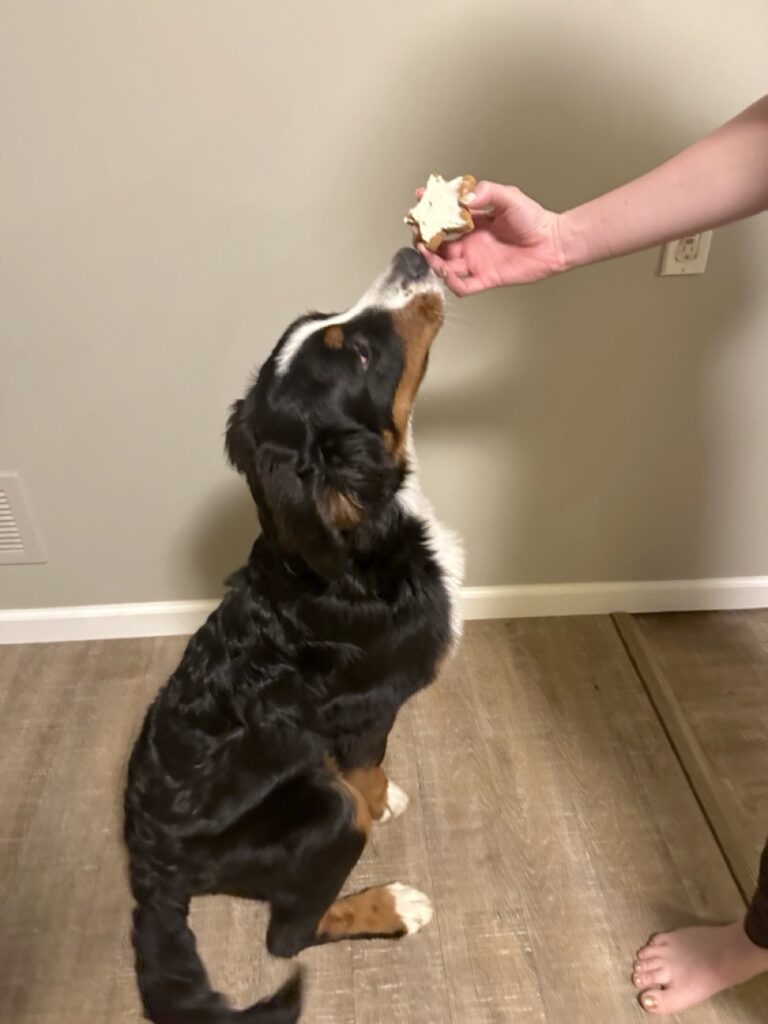 Bernese Mountain Dog waiting for a dog treat