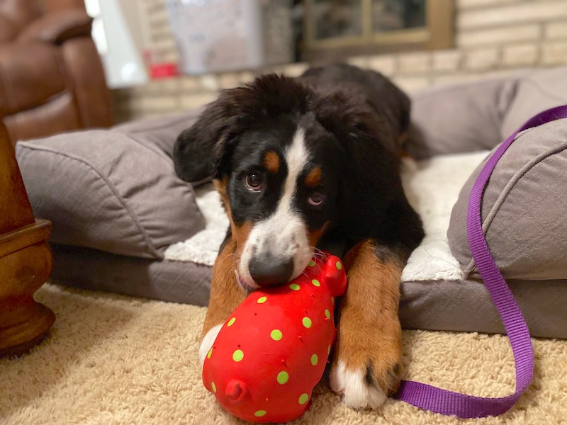 Puppy chewing on a rubber toy