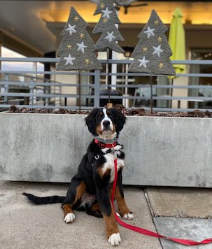 Bernese Mountain dog in front of christmas tree decorations