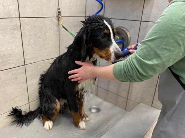 Dog bathtime