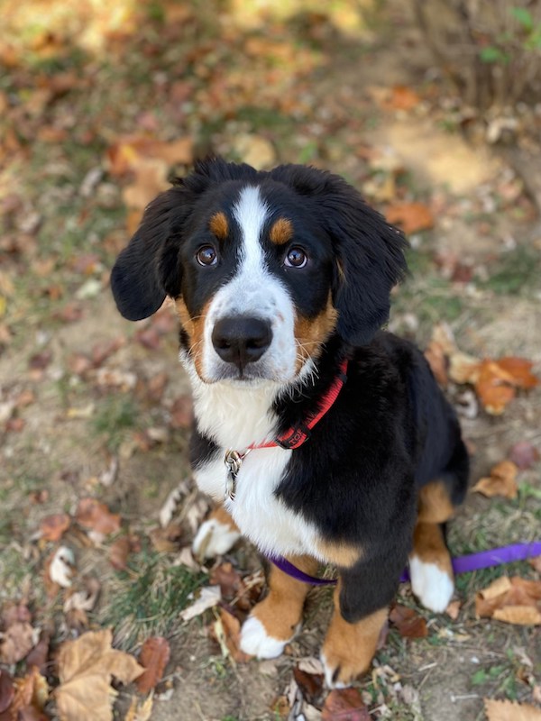 Bernese Mountain Puppy learning sit