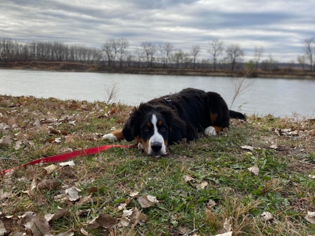 Bernese at English Landing Park