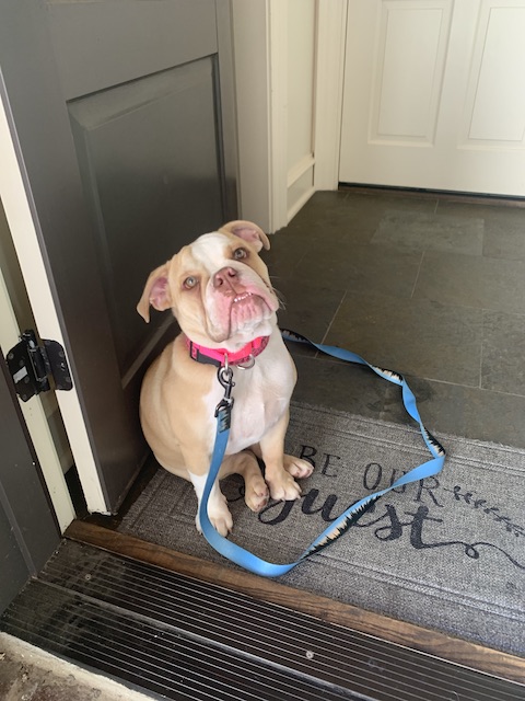 Puppy greeting guests appropriately