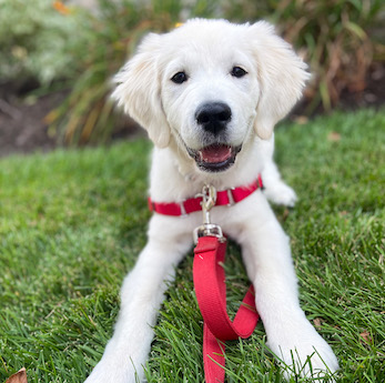 Golden retriever puppy with red leash and harness