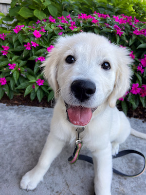 Cute cream labrador retriever lab puppy happy smiling outside by pink flowers