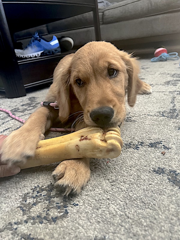 Puppy Chewing on Appropriate Toy