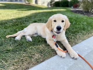 Golden Puppy practicing down