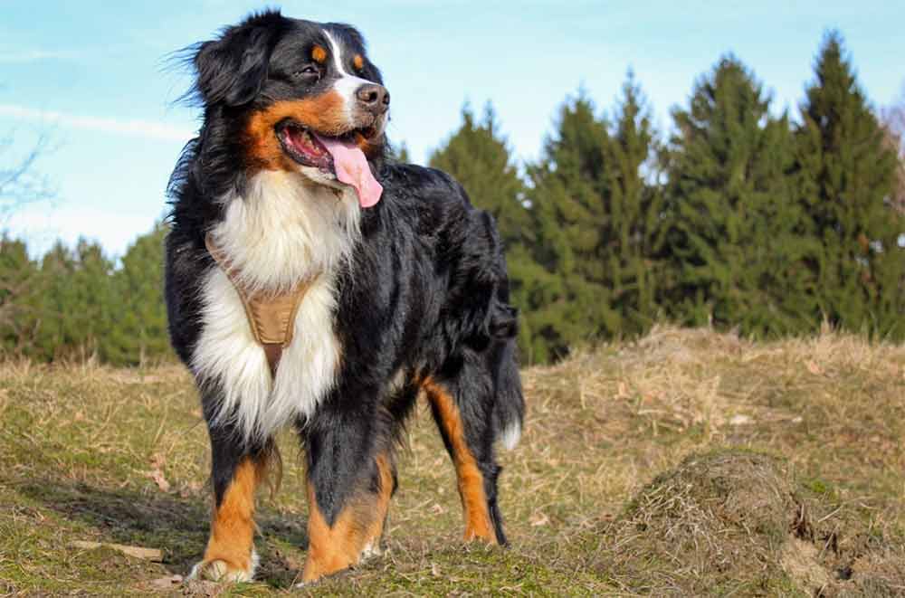 Bernese Mountain Dog