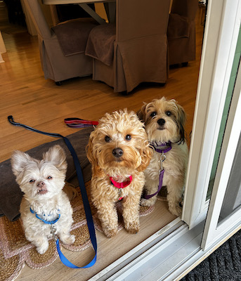 Three small dogs at the front door of their home inside sitting