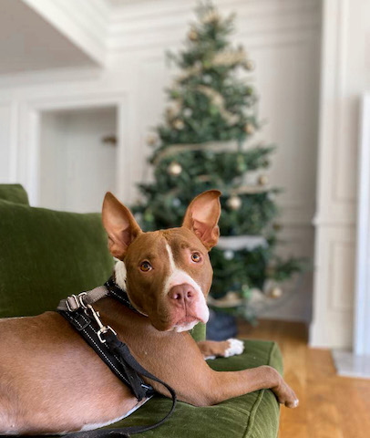 Pitbull dog on green couch by christmas tree for holidays