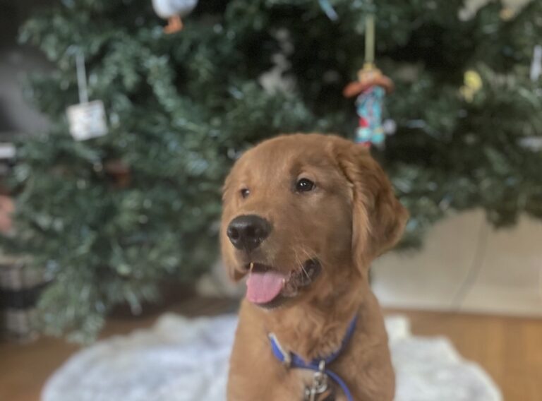 Puppy by a Christmas tree