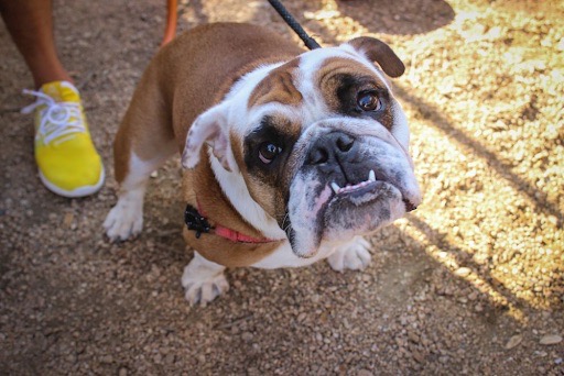 Bulldog at Truck Yard in Houston