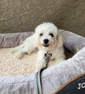 Cali bichon puppy on place cute