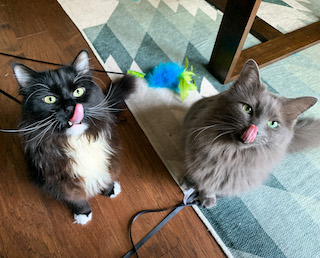 Two cats licking their lips adorable