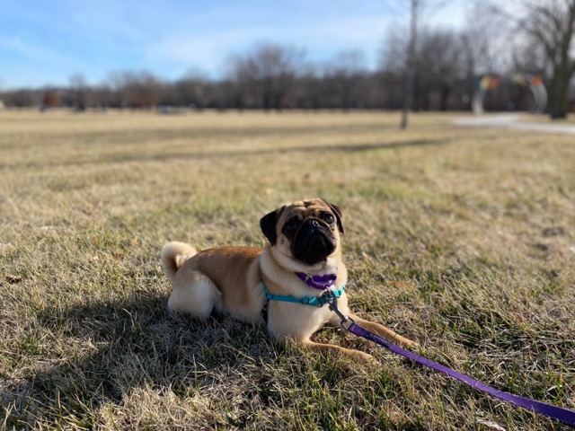 Pug at a Kansas City Park