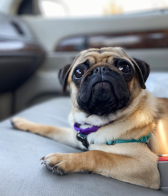 Adorable pug in the car looking up