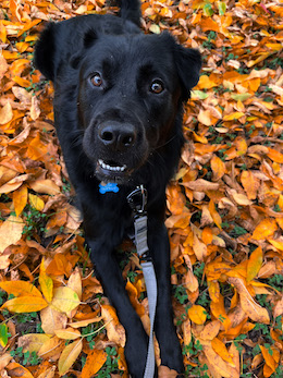 Black lab mix in the fall leaves smiling looking happy