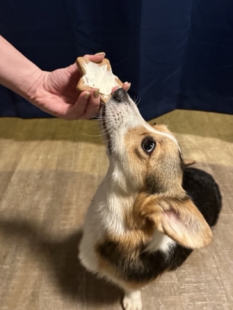 Corgi eating a holiday dog treat