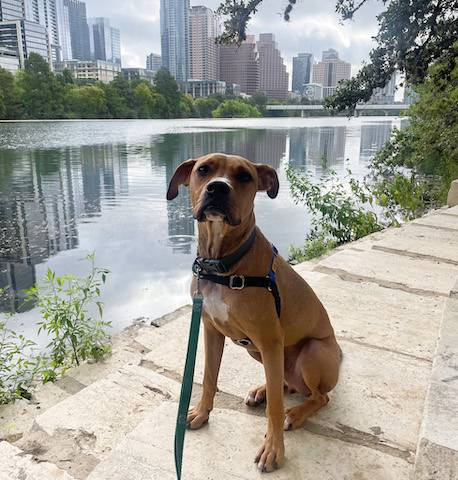 Dog sit stay outside by Austin skyline and Austin lake