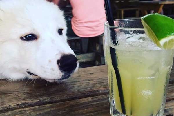 Cottonwood in Houston - Dog Friendly Guide