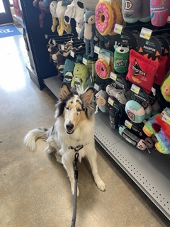 Dog at Thomlinson's - Austin local pet store