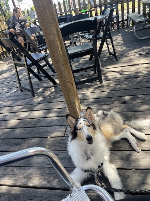 Dog in a down stay at an Austin coffee shop