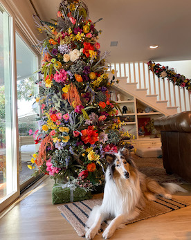 Adorable merle dog by her christmas tree