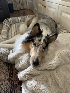 dog laying on dog bed