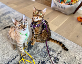 two cats on leashes and harnesses inside