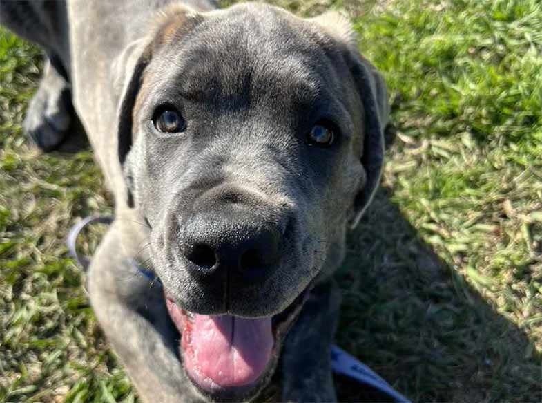 Danny Jackson Family Bark Park in Houston