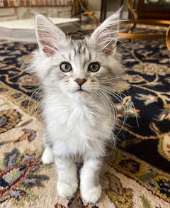 Maine Coon kitten sit in home on rug cute
