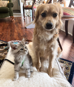 Kitten sitting next to her brother dog on a bed