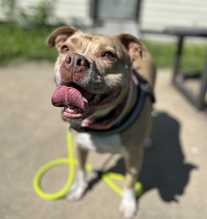 Happy pitbull senior dog training