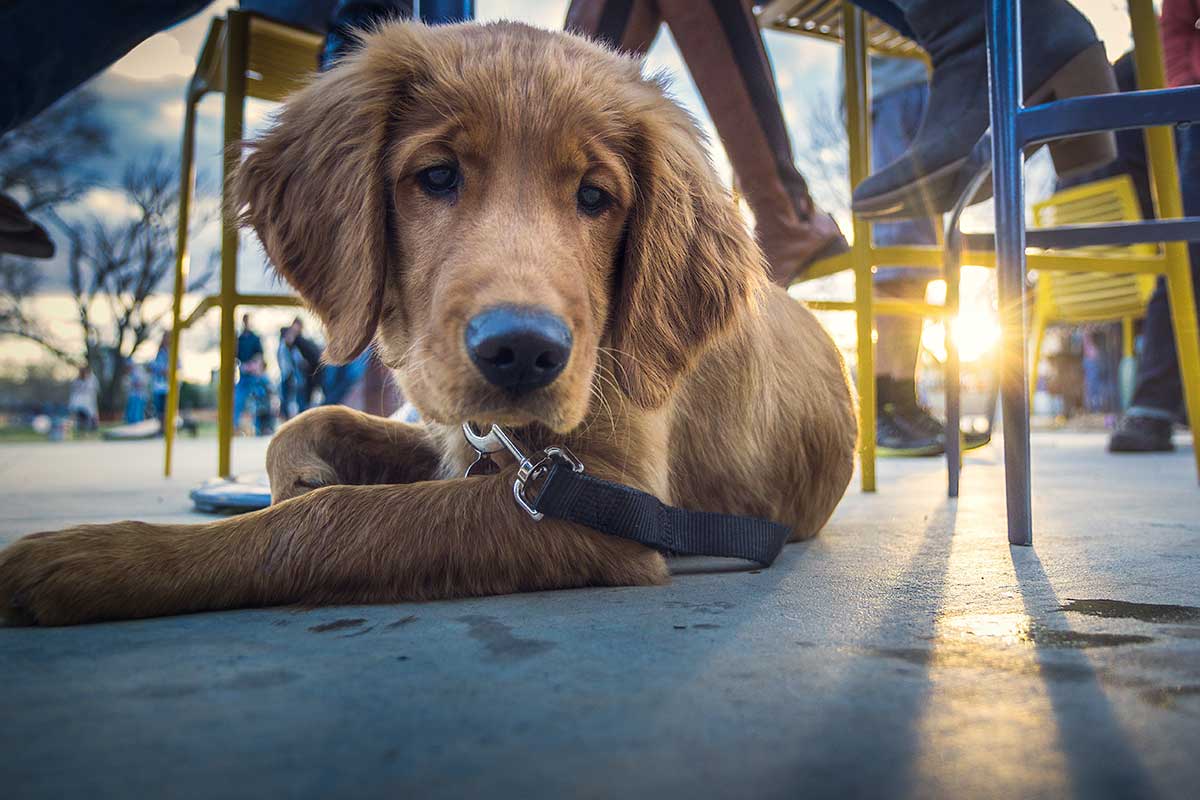 Guide to dog friendly bars, patios & parks in Kansas City