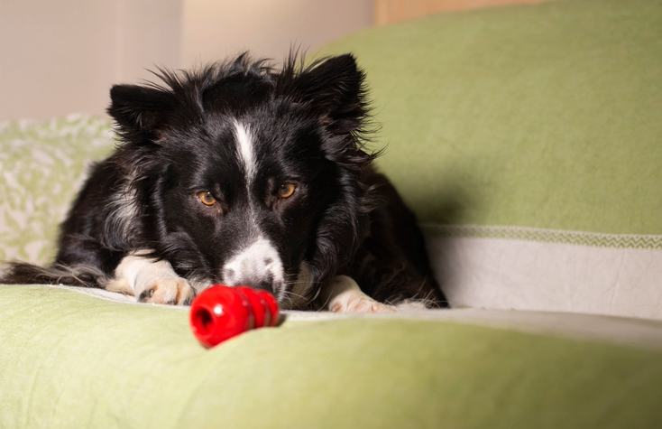 Dog having a kong treat