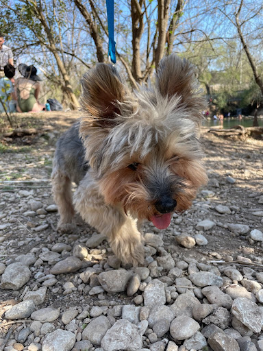 Dog Park at Lady Bird Lake