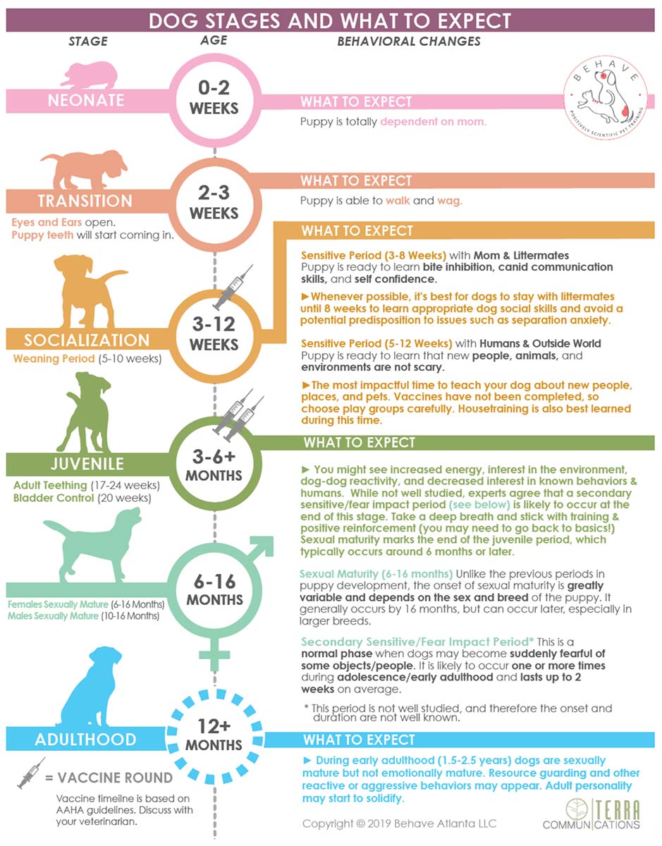 Dog Stages and What to Expect