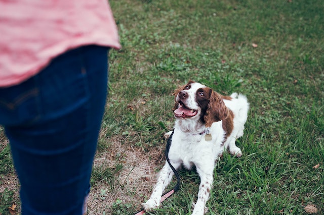 Professional Dog Trainer working with a dog