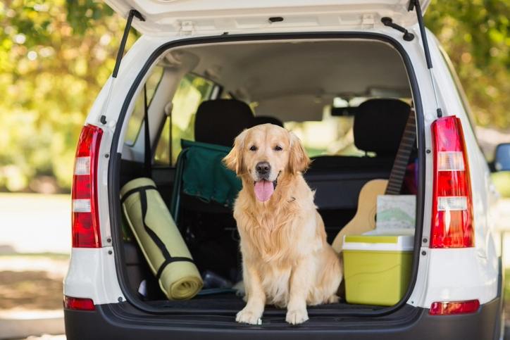 Dog traveling in car