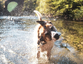 Dog shaking water in stream