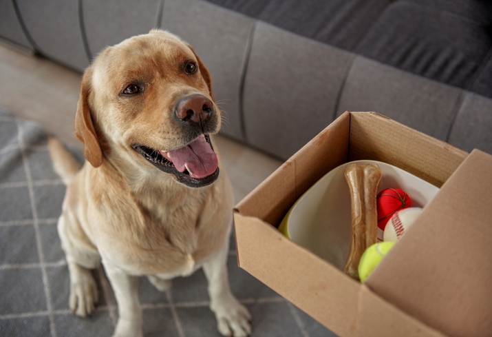 Dog happily taking a gift, dog gift