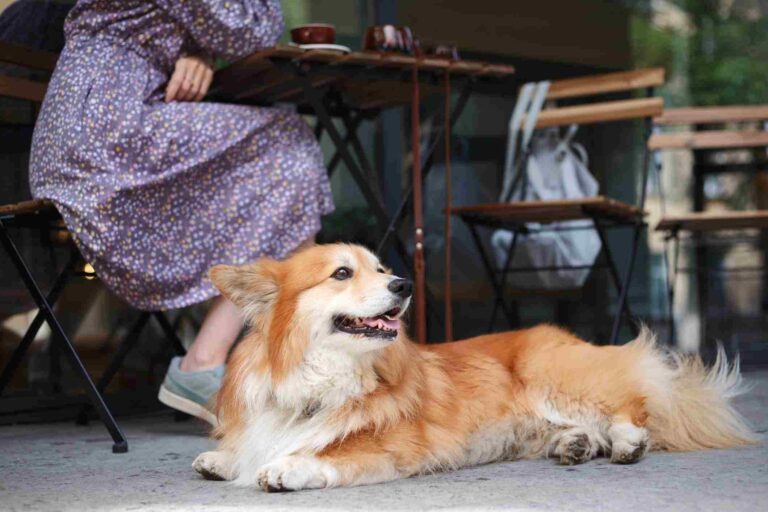 Dog at Restaurant
