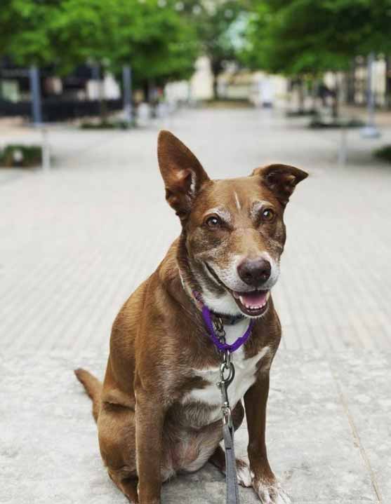 Pet Stores - The Domain in Austin