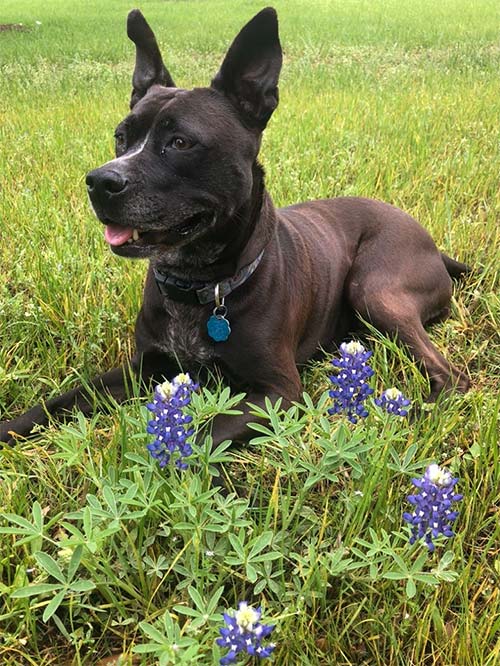 Houston Wildflowers with your dog