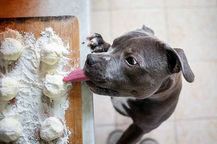 Dog counter surfing