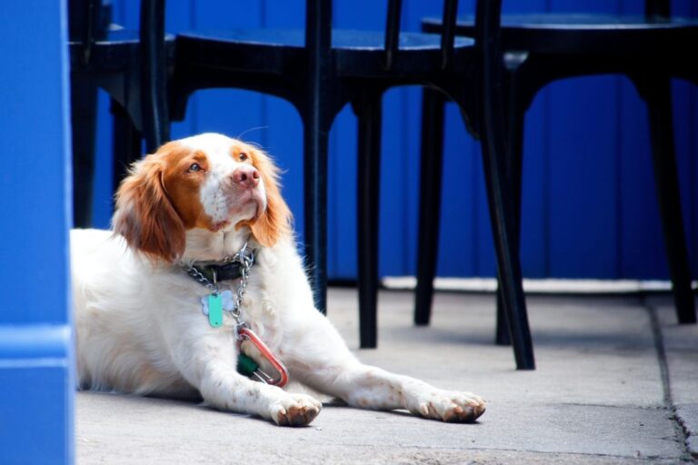 Dog inside restaurant