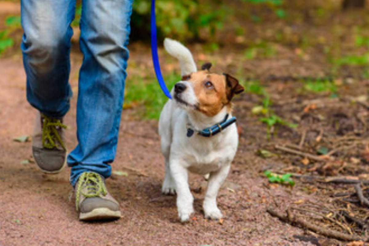 Dog-friendly hiking trail