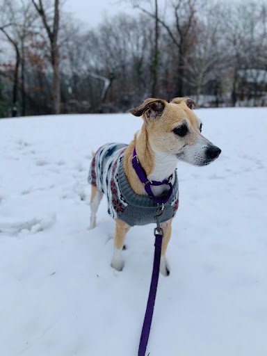 Dog with a sweater on in cold weather