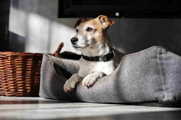 Dog sitting on dog bed