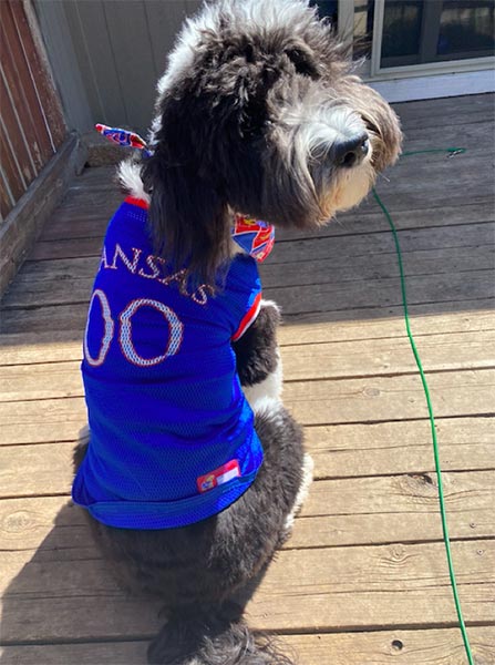 Dog wearing Rally House jersey